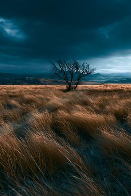 A moody nature scene of trees, field, storm.