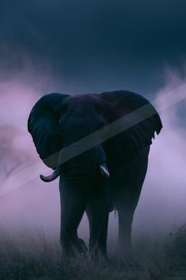 A brown-toned moody photograph of tusker, african elephant, indian elephant.