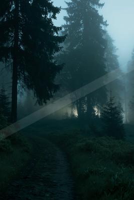 A night nature scene of forest, fog.