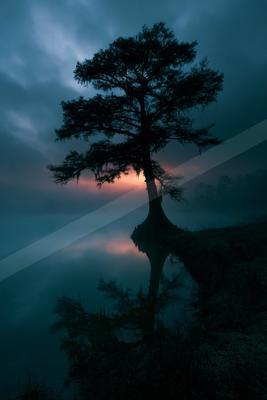 A tall tree stands in silhouette against a dramatic twilight sky with pink and orange hues, its reflection visible in the calm misty water below.