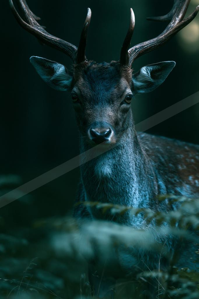 A black-toned moody photograph of ibex, gazelle, impala.