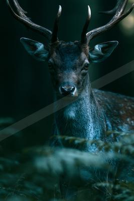 A black-toned moody photograph of ibex, gazelle, impala.