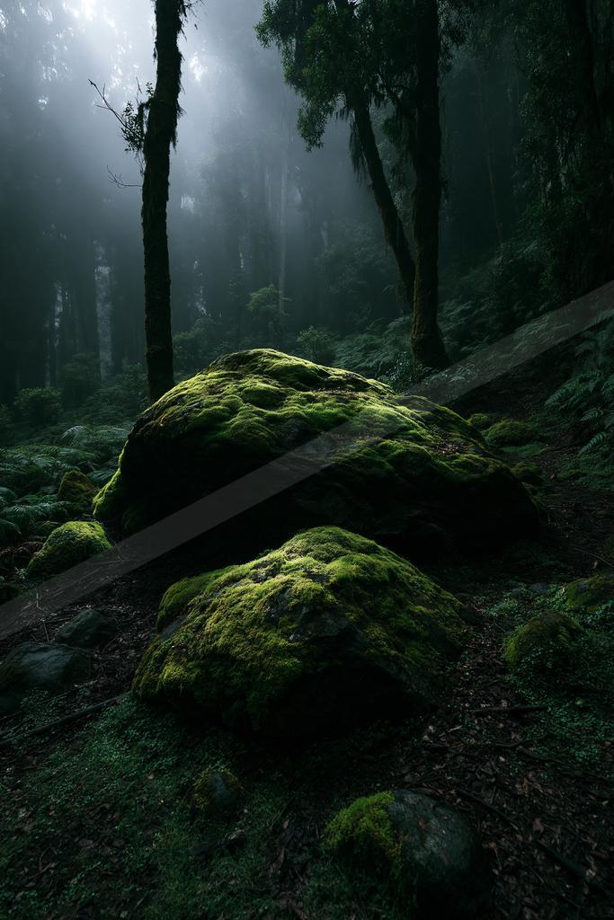 Large moss-covered boulders sit on the forest floor surrounded by tall trees and dense vegetation in a misty, atmospheric woodland scene with sunbeams filtering