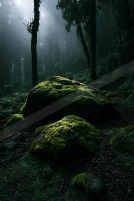 Large moss-covered boulders sit on the forest floor surrounded by tall trees and dense vegetation in a misty, atmospheric woodland scene with sunbeams filtering