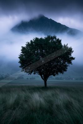A serene nature scene of trees.