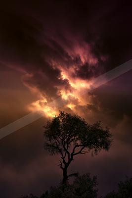 A dramatic sky scene of sunset, trees, storm.
