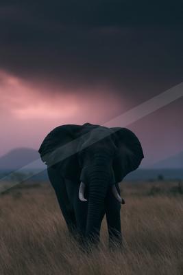 A large African elephant with prominent tusks walks directly toward the camera through tall dry grass in an open savanna, under a dramatic cloudy sky with pink 