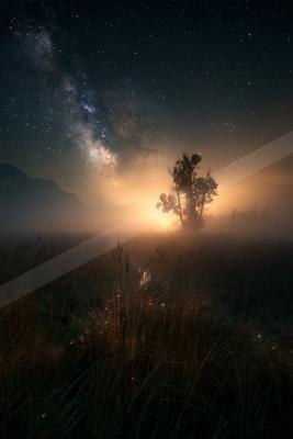 A night sky scene of starry sky, trees, fog.