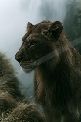 A moody wildlife photo of wildlife.