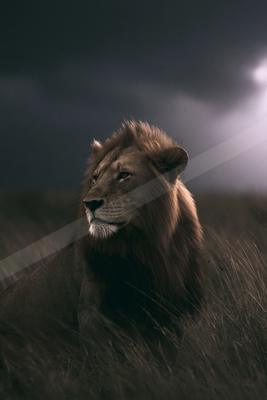 A black-and-white moody photograph of lion, tiger, tiger cat.