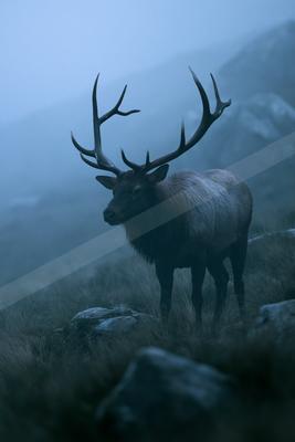 A moody wildlife photo of wildlife, fog.