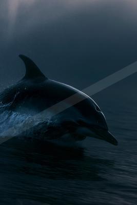 A dolphin leaps from the dark ocean water, its body silhouetted against moody blue tones with visible water spray and ripples.