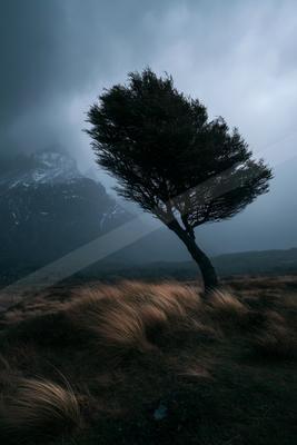 A moody nature scene of trees.