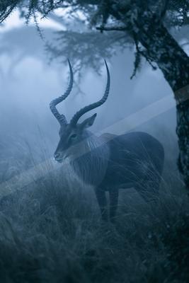 A black-toned bright photograph of impala, hartebeest, gazelle.