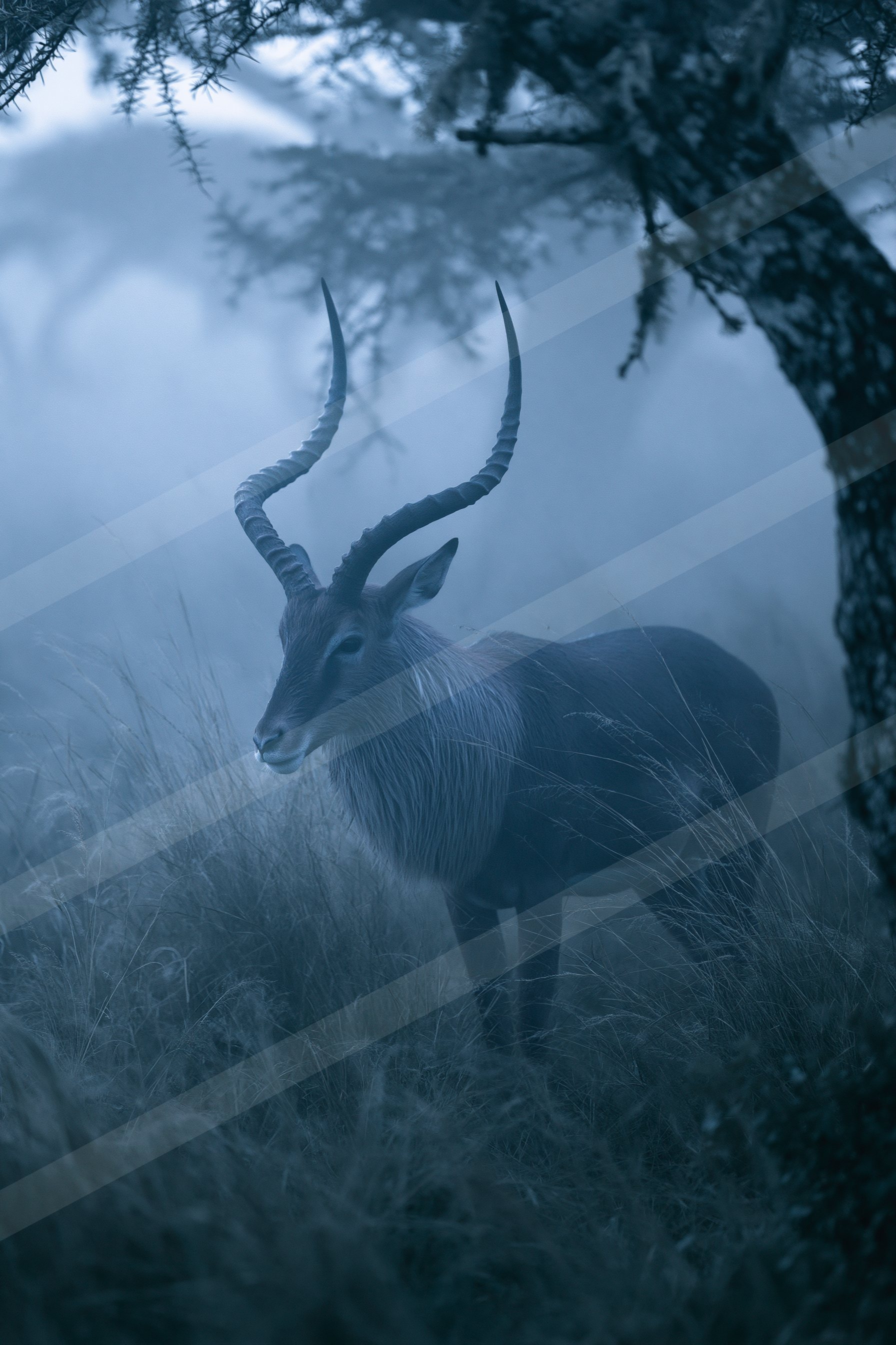 Gazelle.