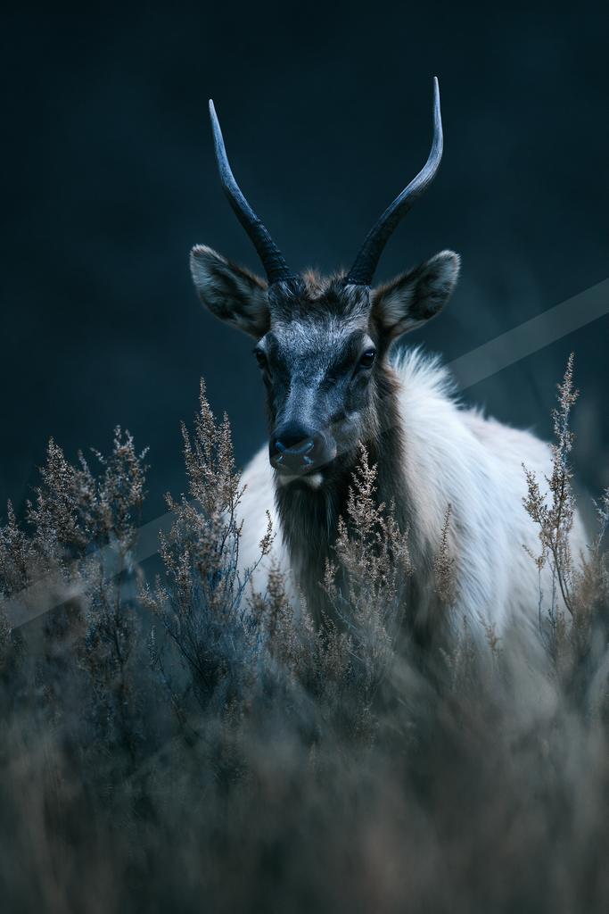 A black-toned moody photograph of ibex, bighorn, ox.