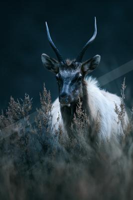 A black-toned moody photograph of ibex, bighorn, ox.