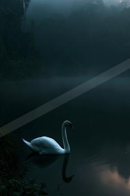 A serene wildlife photo of wildlife, lake, bird.