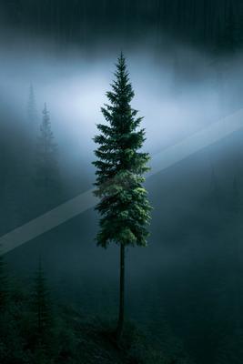 A green-toned moody photograph of lakeside, pole, spotlight.