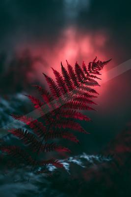 A moody nature scene of plants, forest.