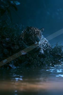 A black-toned moody photograph of jaguar, leopard, cheetah.