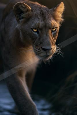 A lioness with intense yellow eyes stares directly at the camera while walking forward, illuminated by warm golden light against a dark background.