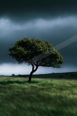 A dramatic nature scene of trees, storm.