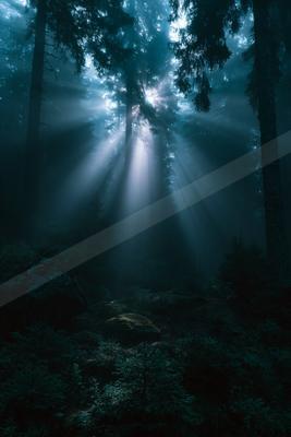 Dramatic sunbeams cut through thick mist and tall coniferous trees in a dark forest, illuminating the undergrowth and mossy rocks on the forest floor.