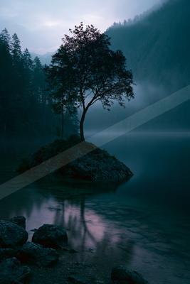 A solitary tree stands on a small rocky island in a calm mountain lake, surrounded by thick fog and forested slopes at dawn.