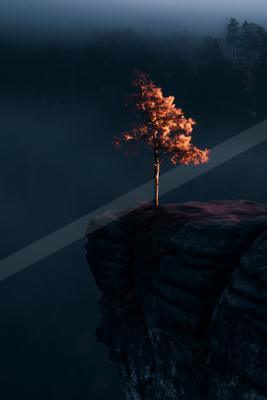 A moody nature scene of trees, waterfall, still life.