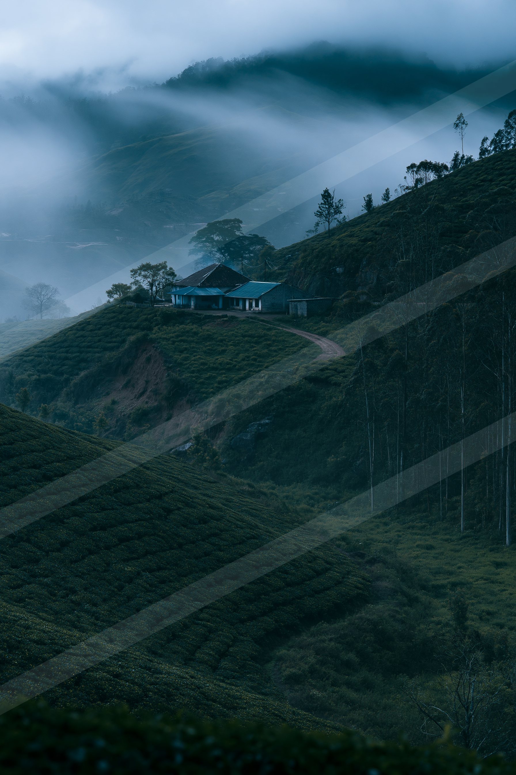 A serene tea plantation landscape featuring a blue-roofed house perched on a hillside, surrounded by lush greenery and enveloped in misty fog.