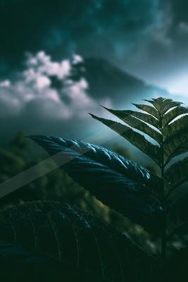 A moody nature scene of plants, still life.