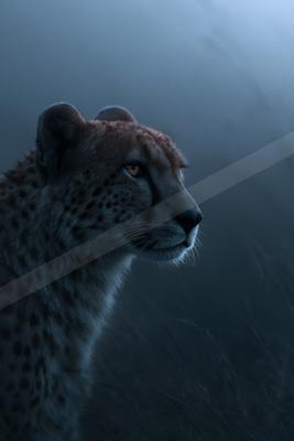 A cheetah with distinctive tear marks and spotted fur looks intently to the right, set against a foggy, atmospheric background.