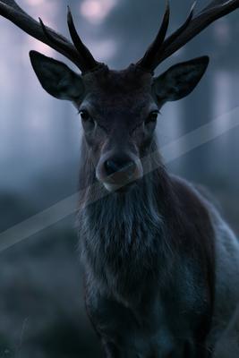 A close-up portrait of a majestic red deer stag with large antlers standing in a foggy forest, looking directly at the camera.