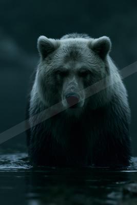 A large grizzly bear with wet fur stands in dark water, looking directly at the camera with an intense gaze in a moody, low-light setting.