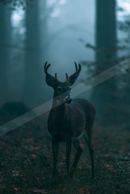 A night wildlife photo of wildlife, reflection.