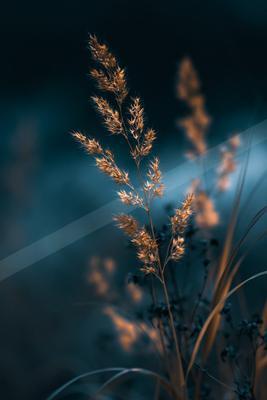 A black-toned moody photograph of ear, lakeside, matchstick.