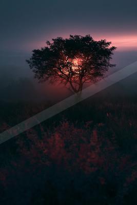 A lone tree stands silhouetted against a vibrant red and pink sunrise, with the sun glowing through its branches in a foggy landscape.