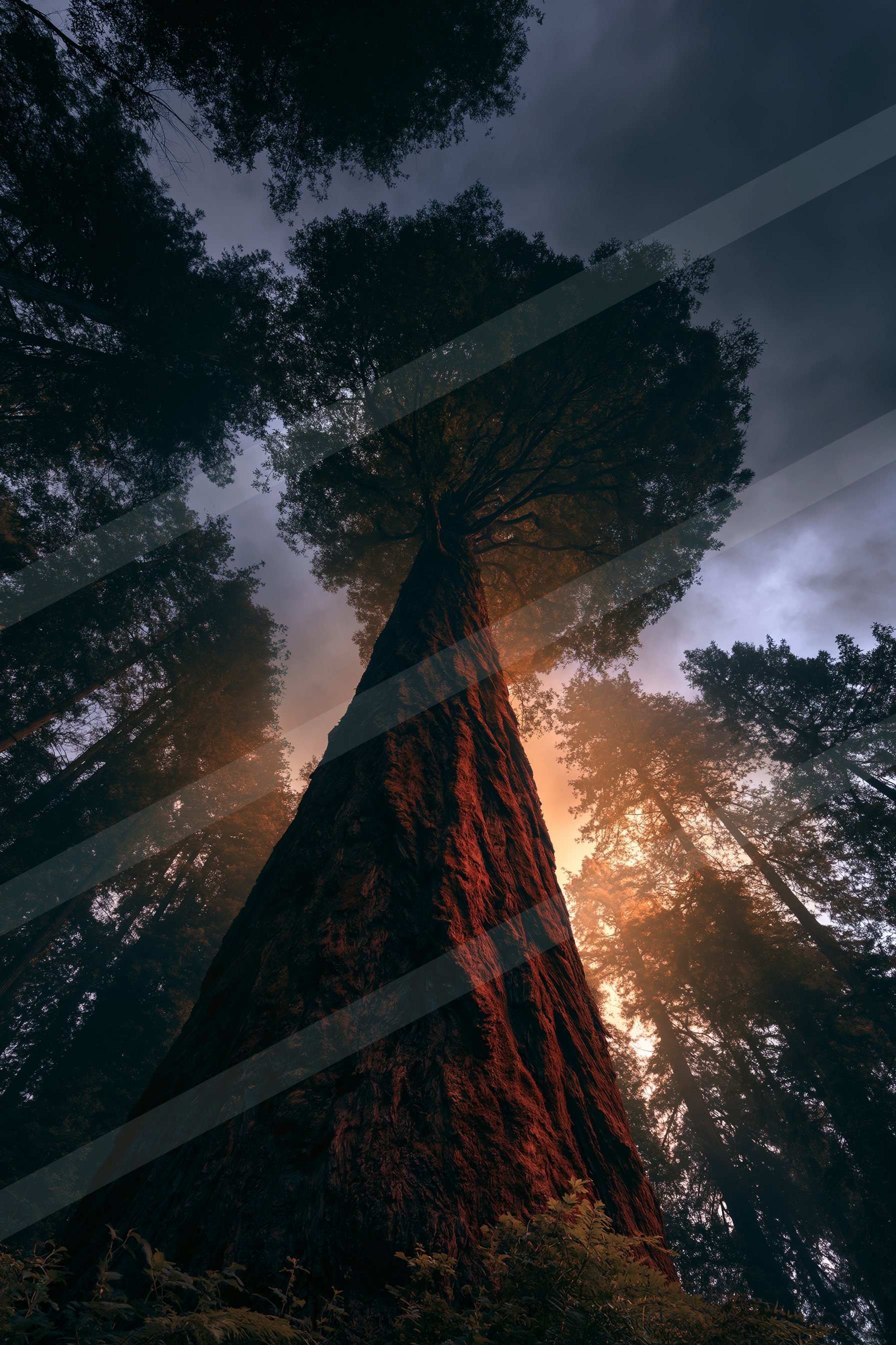 An ethereal nature scene of a pine tree.