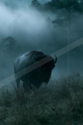 A large dark bison with curved horns stands in a foggy meadow surrounded by tall grass and silhouetted trees in the background.