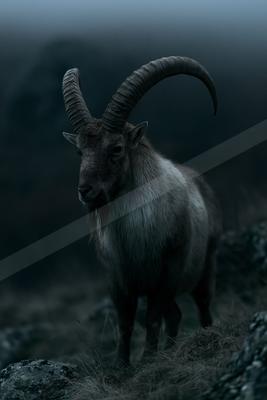 A majestic ibex with large, ridged, curved horns stands on a rocky, grassy slope in a foggy mountain environment, looking toward the viewer.
