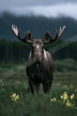 A moody wildlife photo of wildlife.