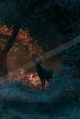 A night wildlife photo of wildlife.