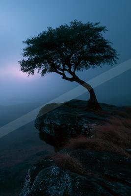 A solitary tree with a twisted trunk stands on the edge of a dark rocky cliff, surrounded by thick blue mist and a faint pink glow in the background.