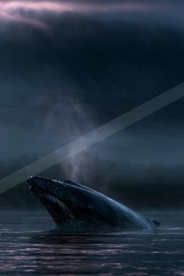 A humpback whale emerges from the dark ocean at dusk, with a spout of mist rising from its blowhole against a moody, cloudy sky.