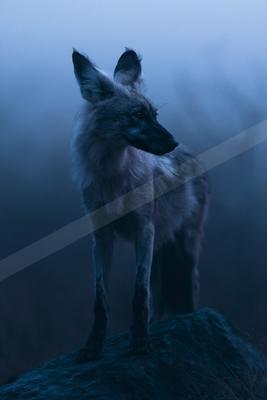 A moody wildlife photo of dog, nebula.