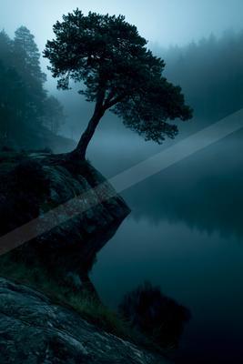 A serene nature scene of trees, lake, forest.