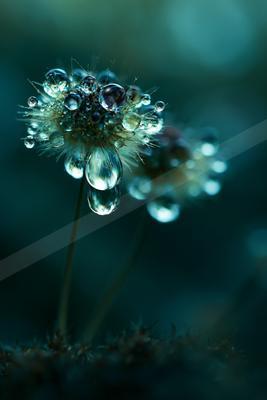 A moody nature scene of flowers.