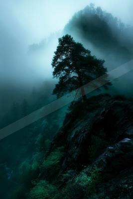 A dramatic nature scene of trees, mountains, forest.