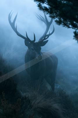 A bright wildlife photo of wildlife, fog.